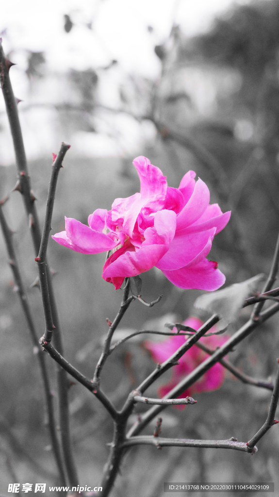 月季花朵花卉