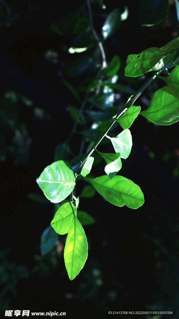绿植绿叶植物