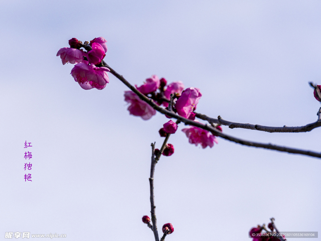 梅花