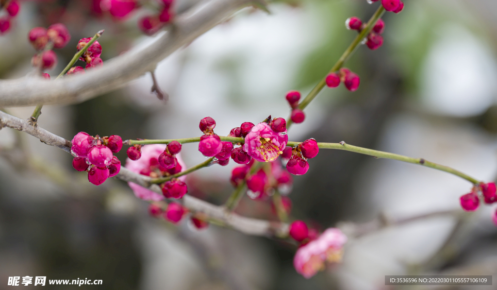 梅花