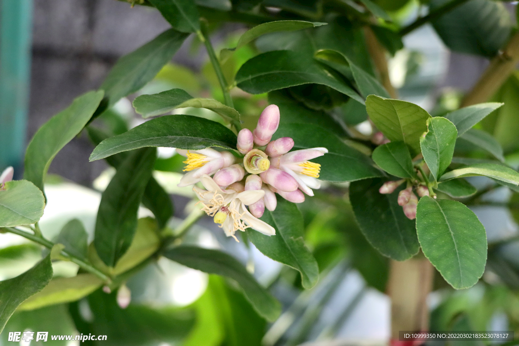 柠檬花