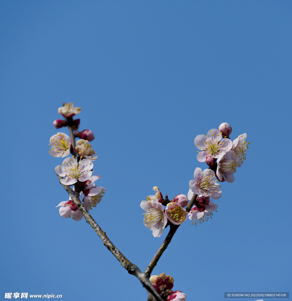 粉色梅花高清大图 