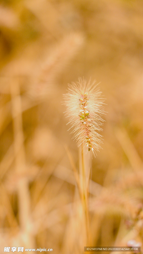 野草狗尾草 