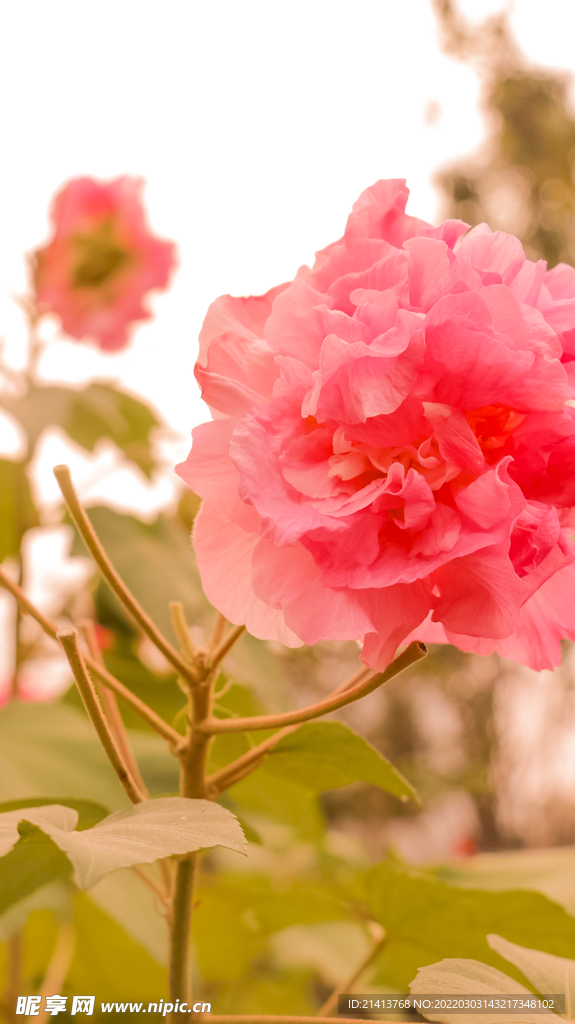 鲜花芙蓉花