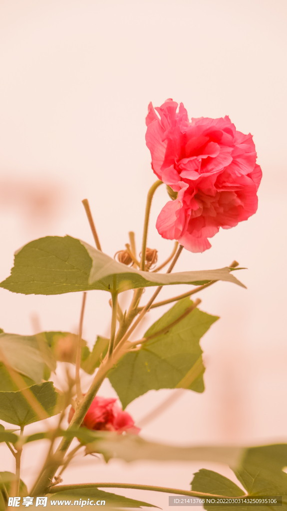 鲜花芙蓉花 