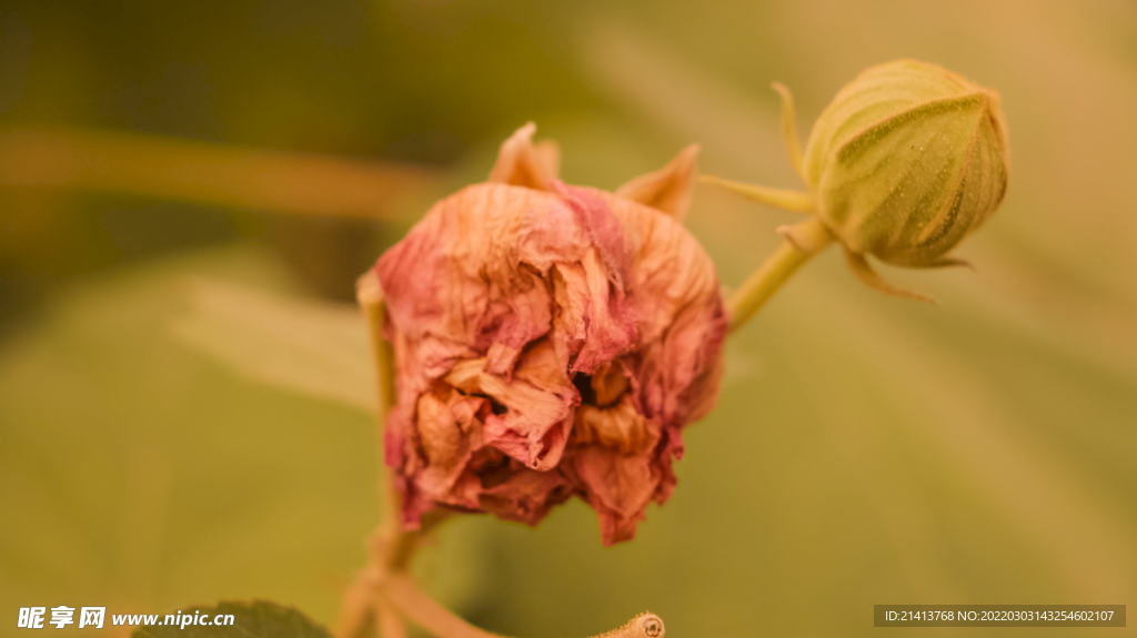 鲜花芙蓉花 