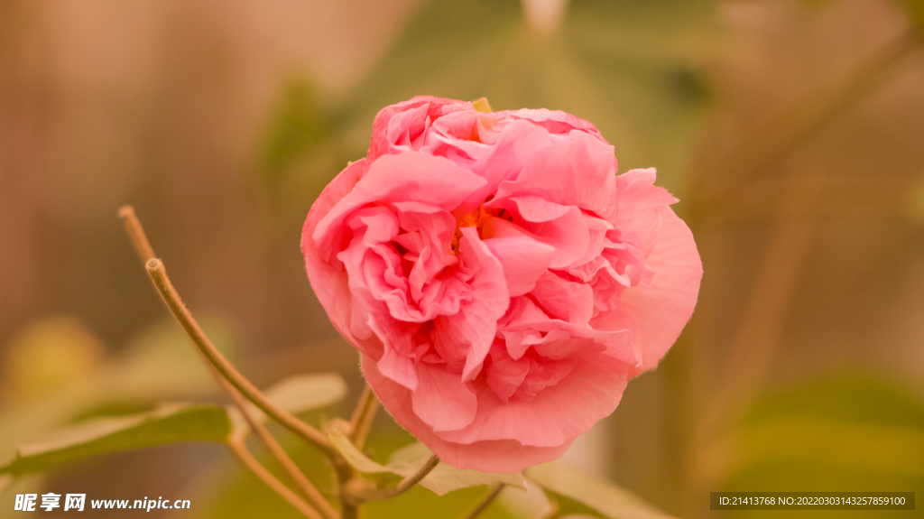 鲜花芙蓉花 