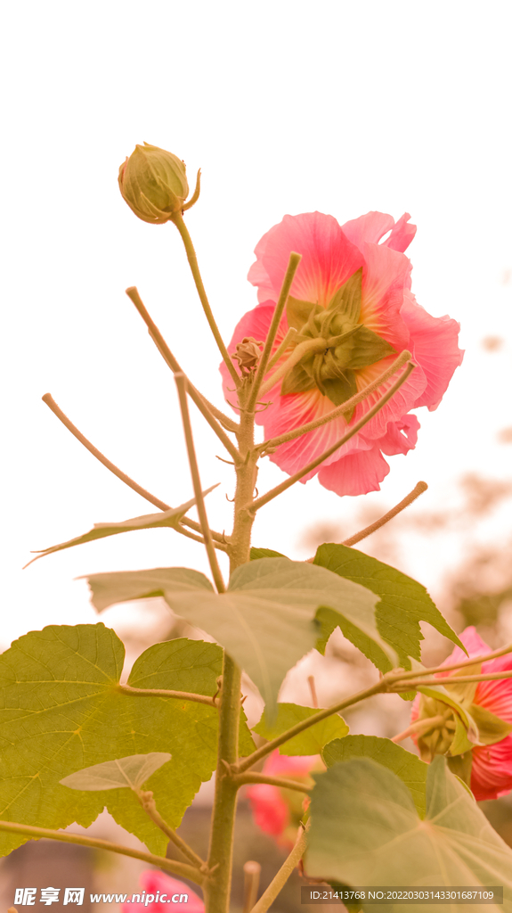 鲜花芙蓉花
