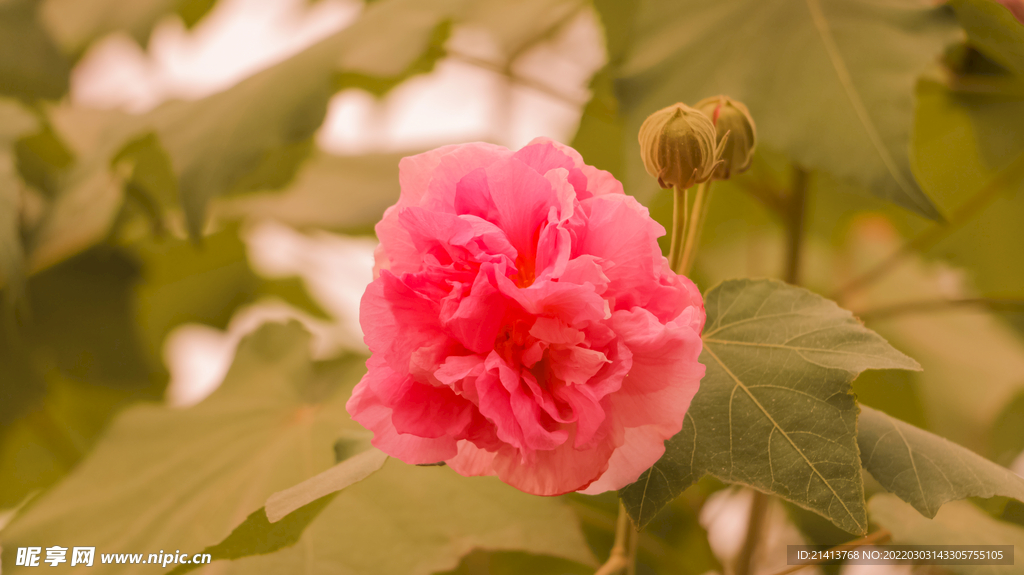 鲜花芙蓉花