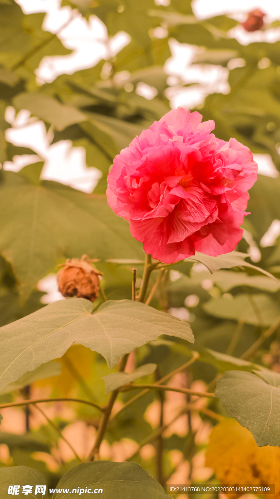 鲜花芙蓉花 
