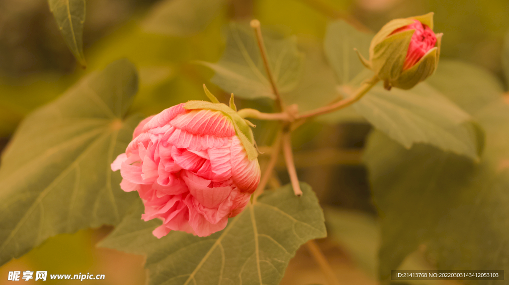 鲜花芙蓉花