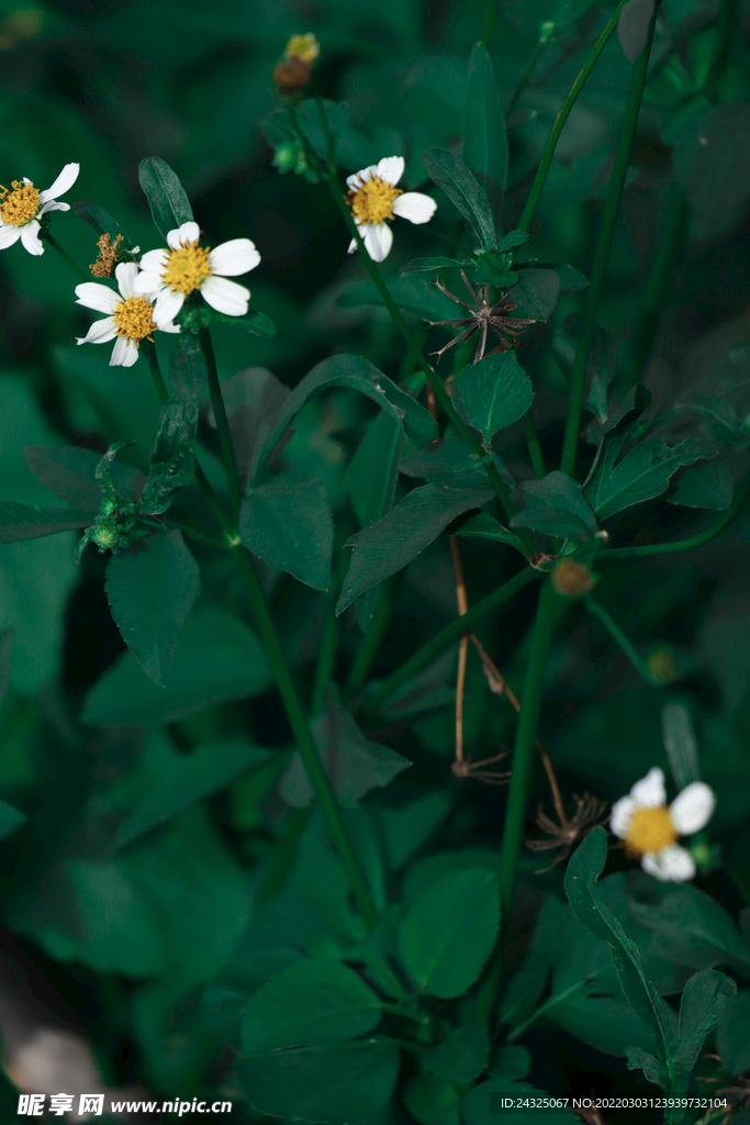 鬼针草