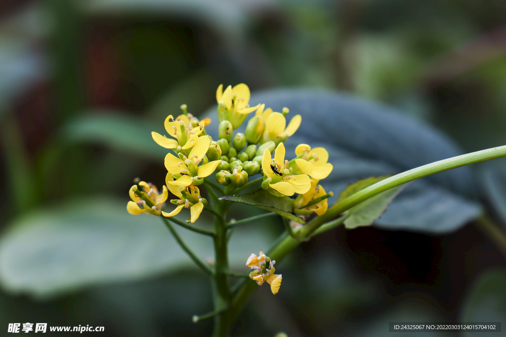 油菜花