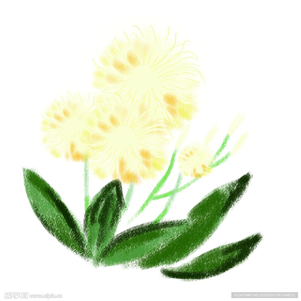 手绘蒲公英