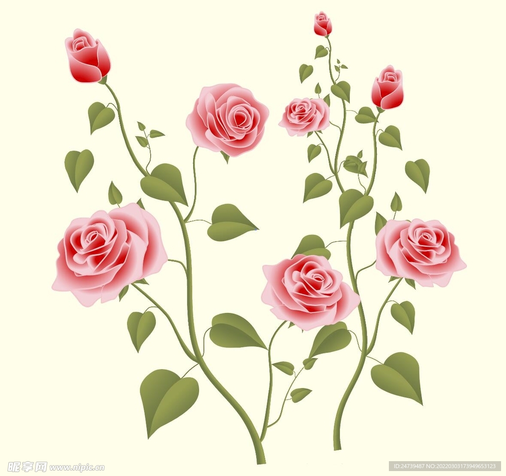 玫瑰花