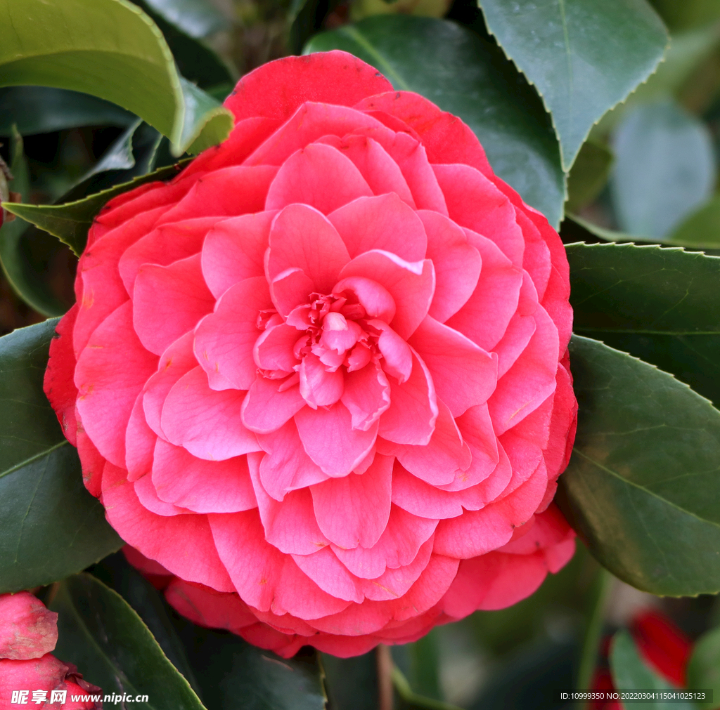 茶花