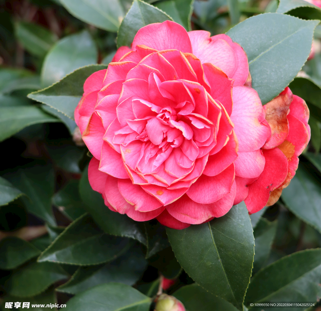 山茶花