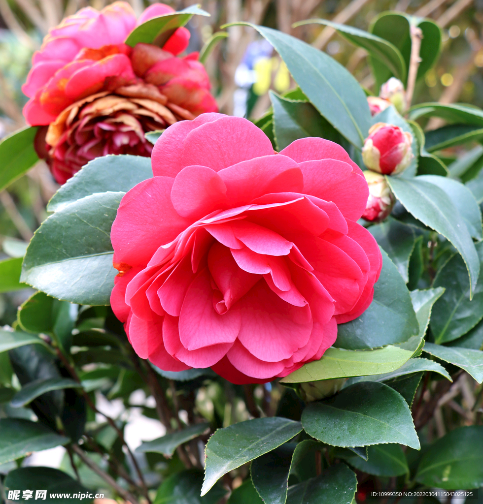 红色山茶花