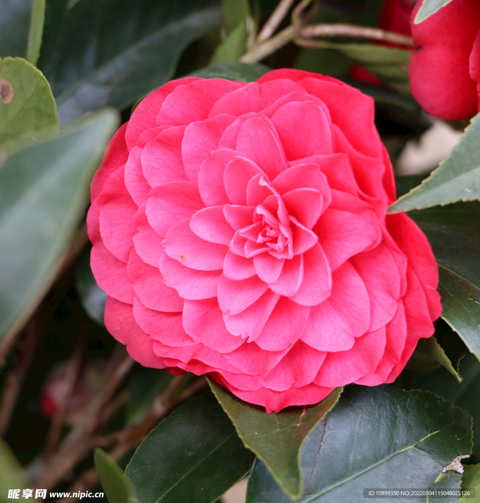 红茶花