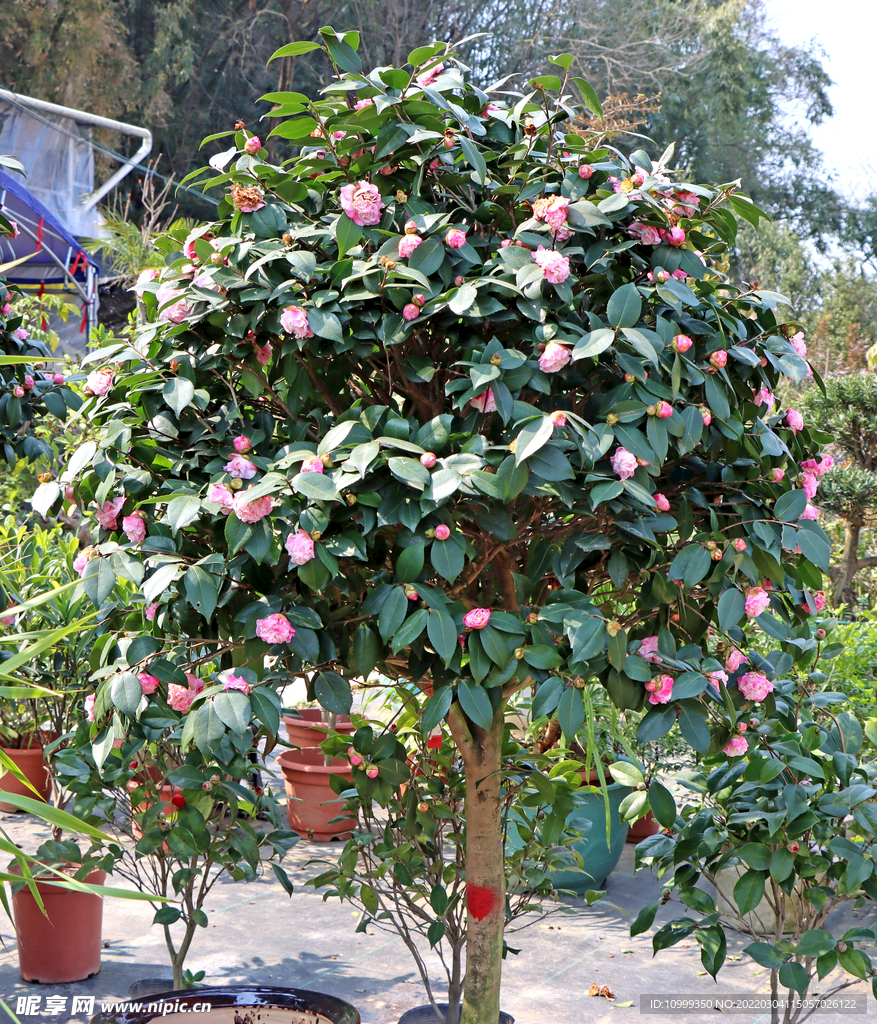 茶花树