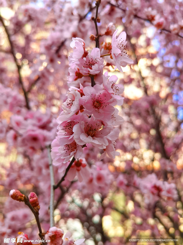 桃花