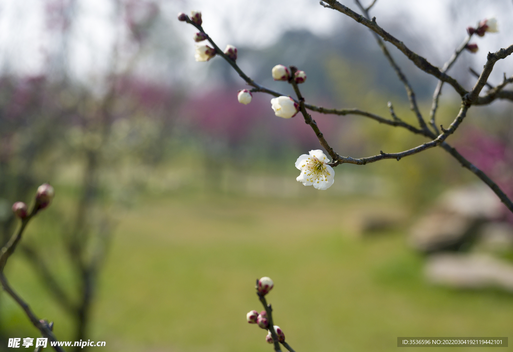 高雅的白梅花高清特写