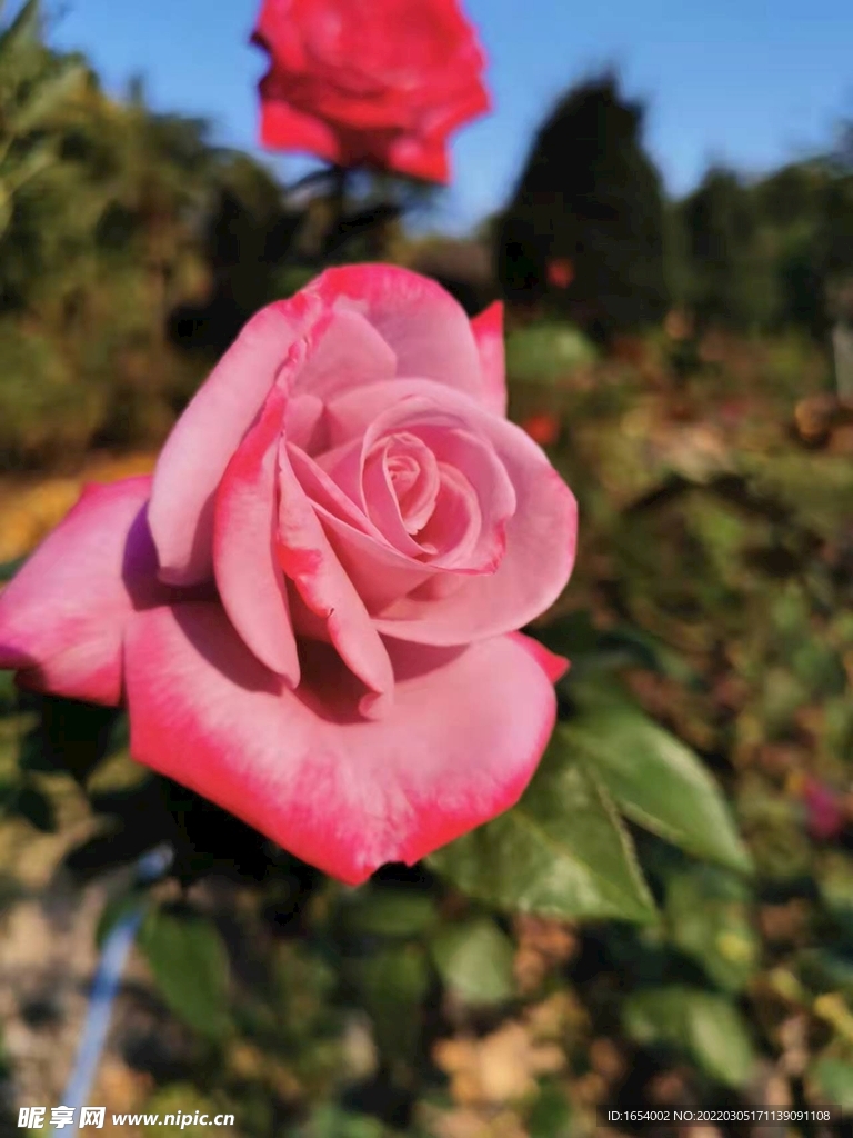 玫瑰花