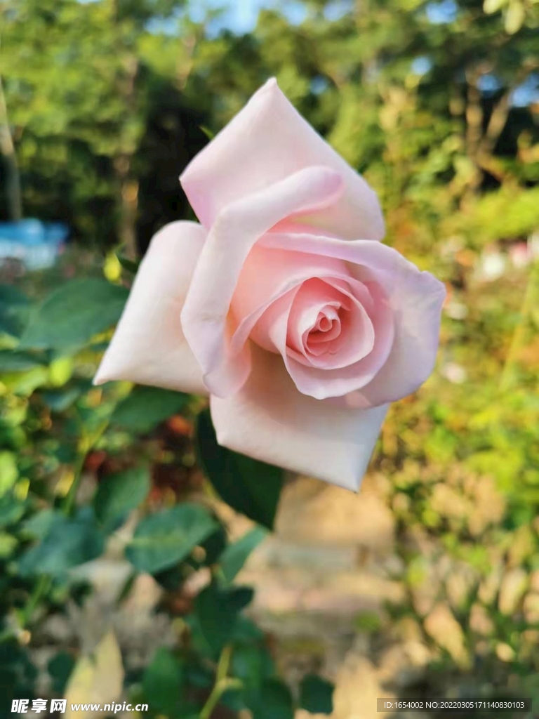 玫瑰花
