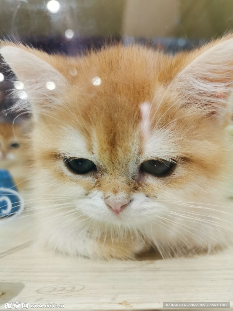 可爱的猫