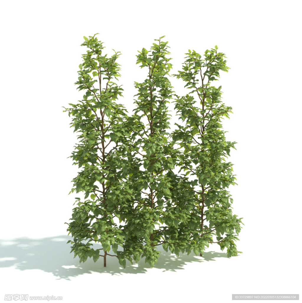 植物篱笆