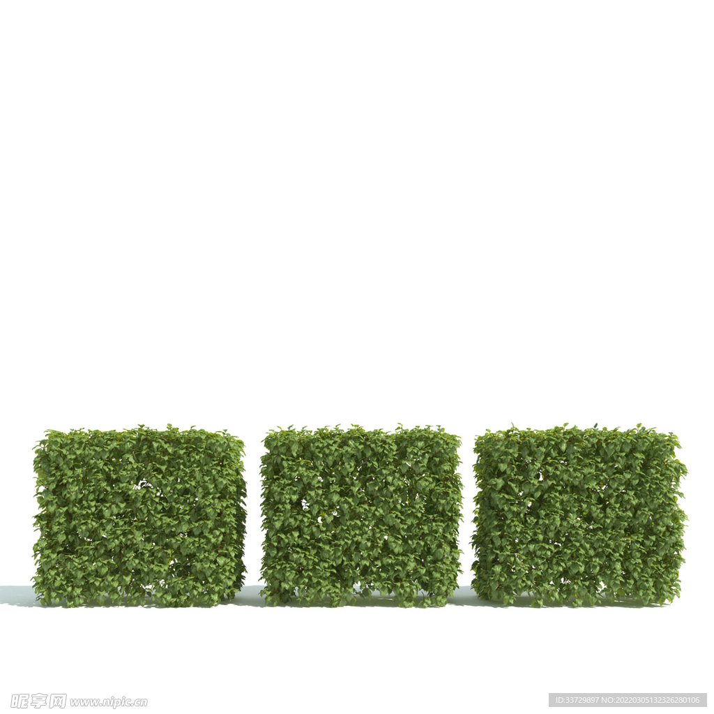 植物篱笆