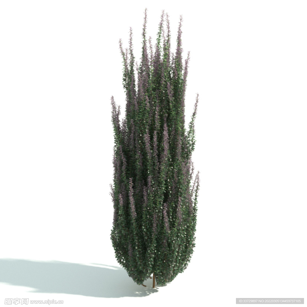 园林植物