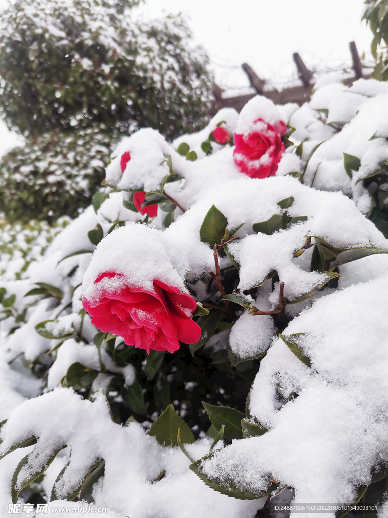 雪景茶花照片