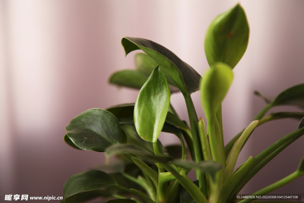 绿植特写照片