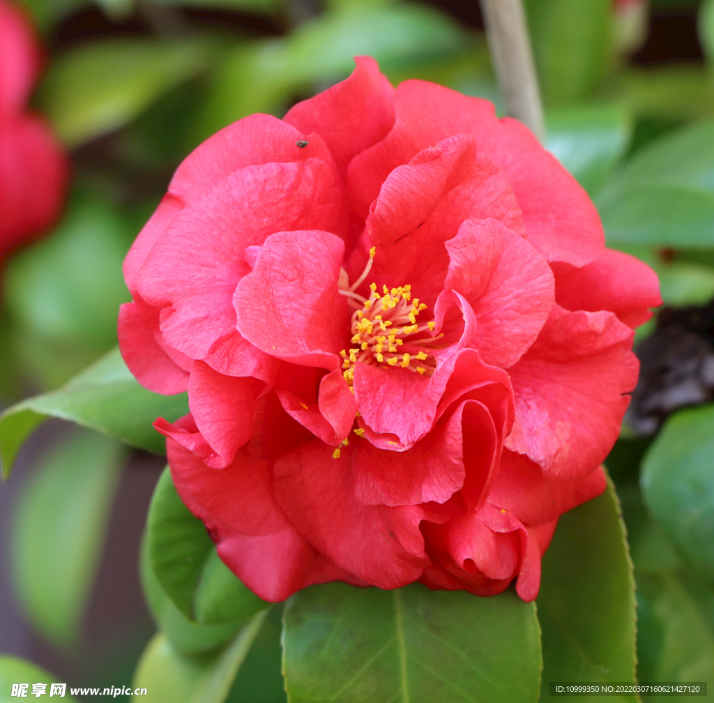 山茶花