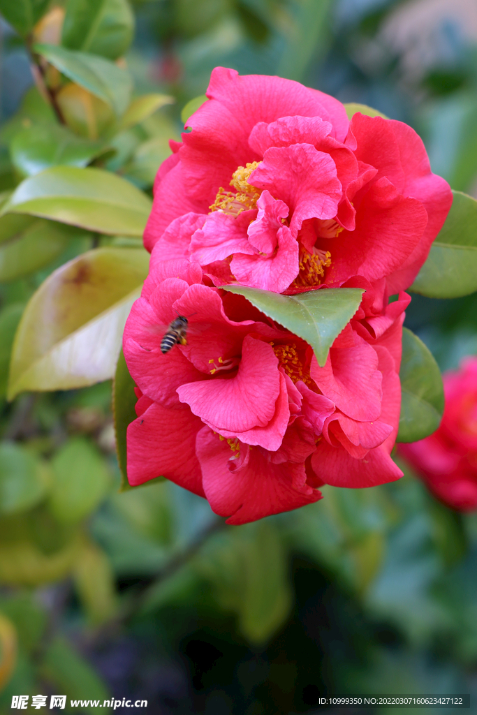 两朵山茶花