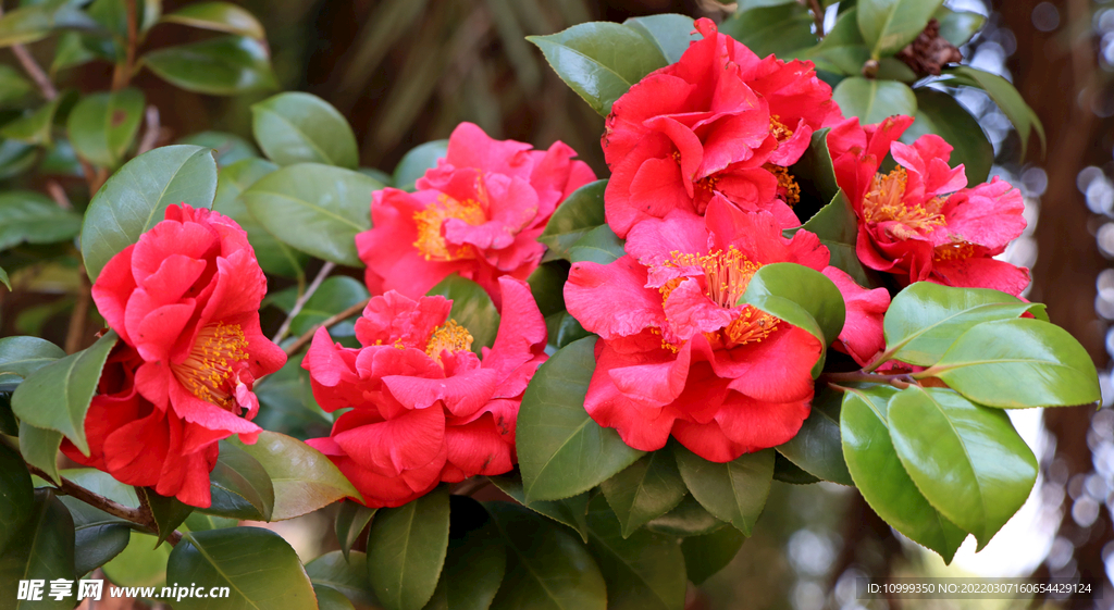 山茶花