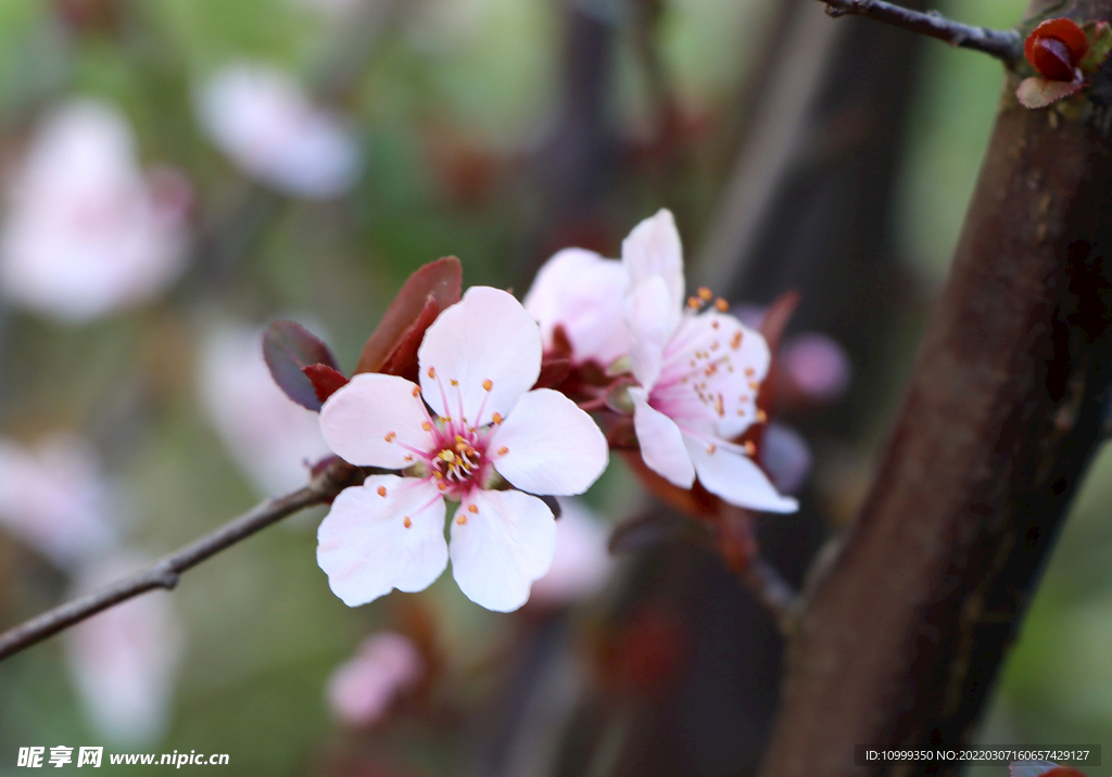 李子花