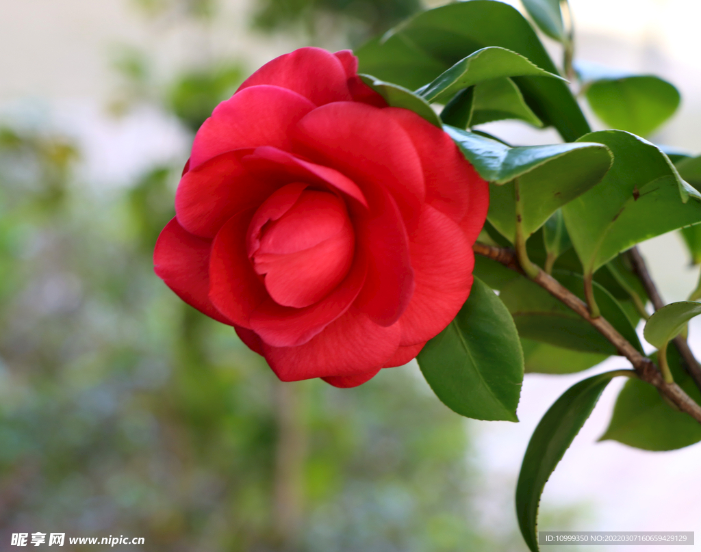 山茶花