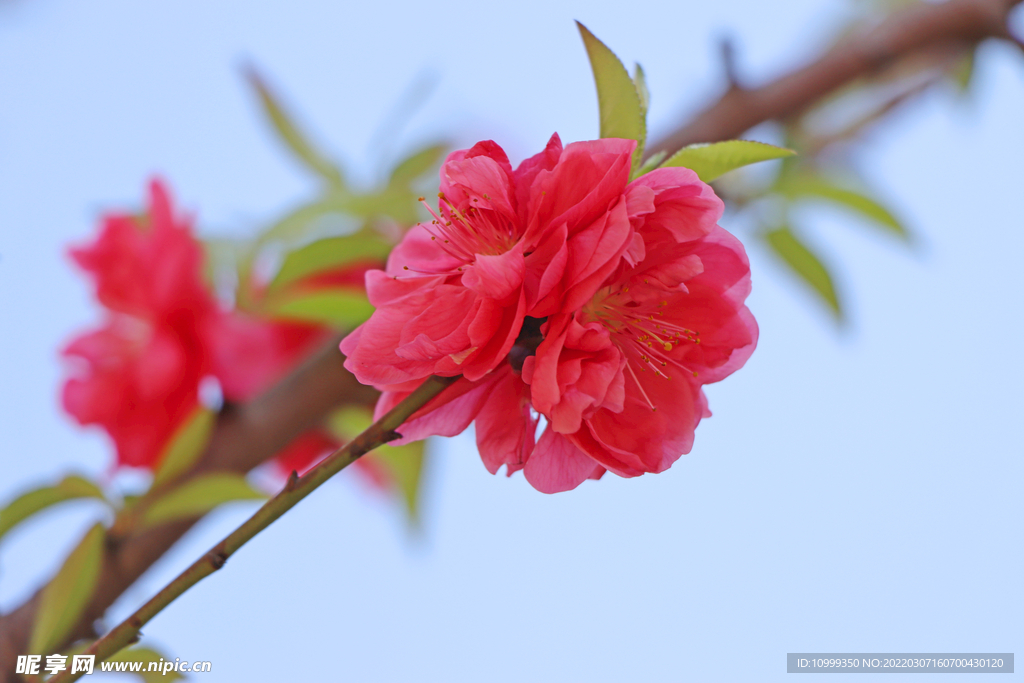 桃花