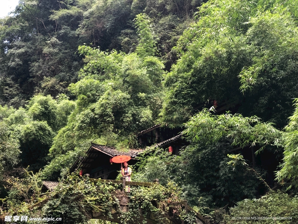 绿植绿叶树叶 