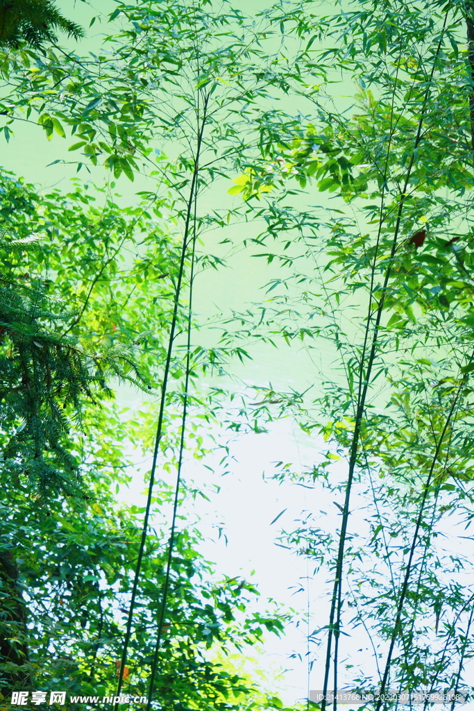 绿植绿叶树叶