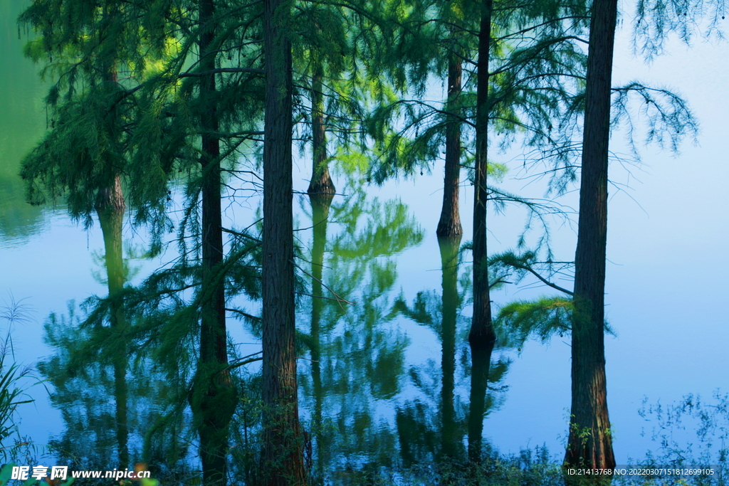 绿植绿叶树叶