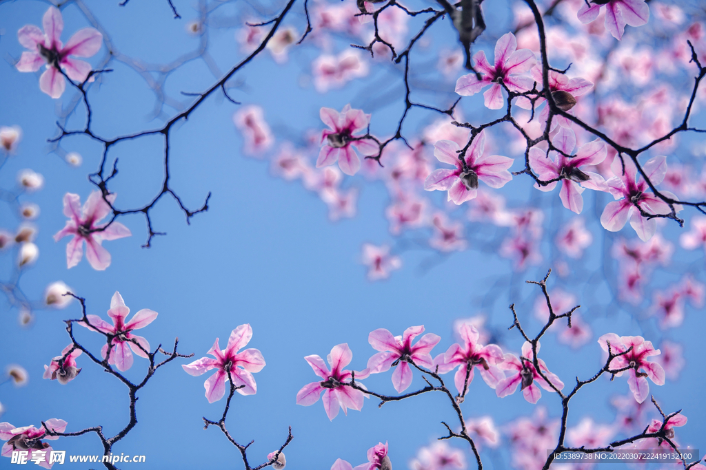 玉兰花