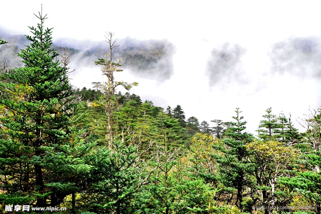 螺髻山-林间之云