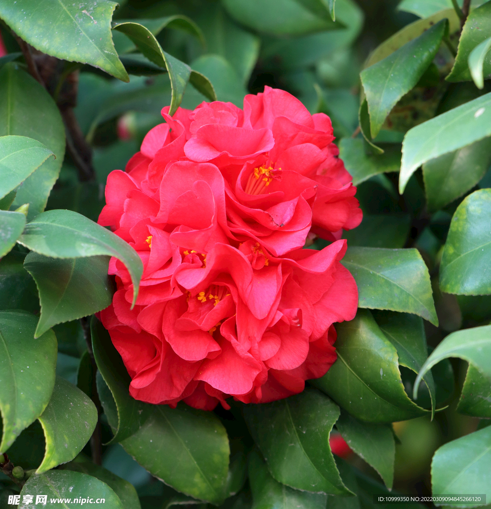 茶花