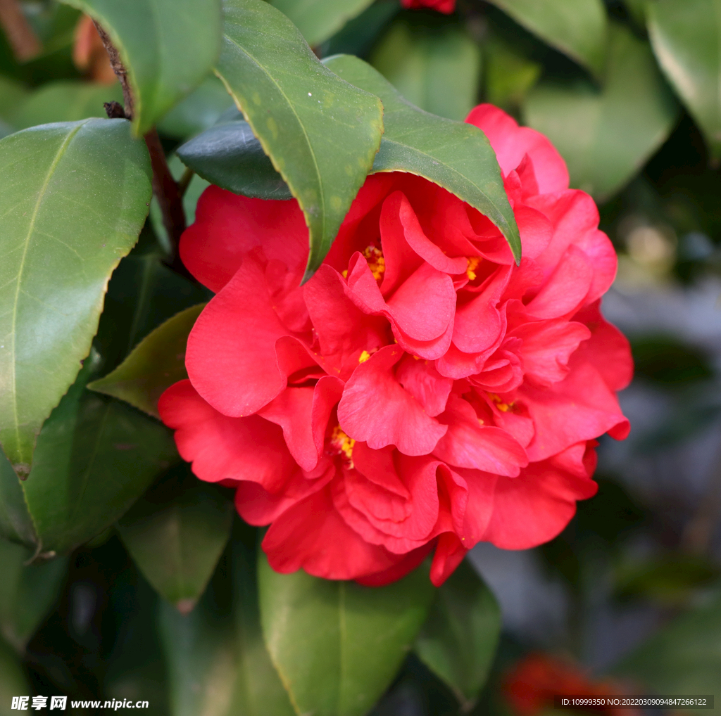 茶花