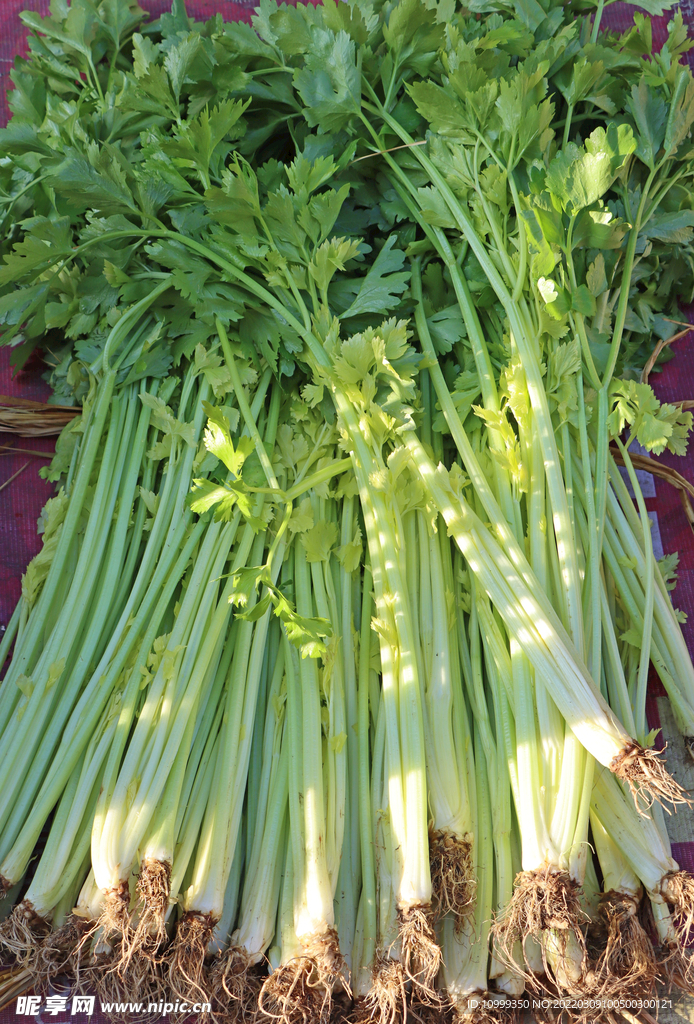 芹菜