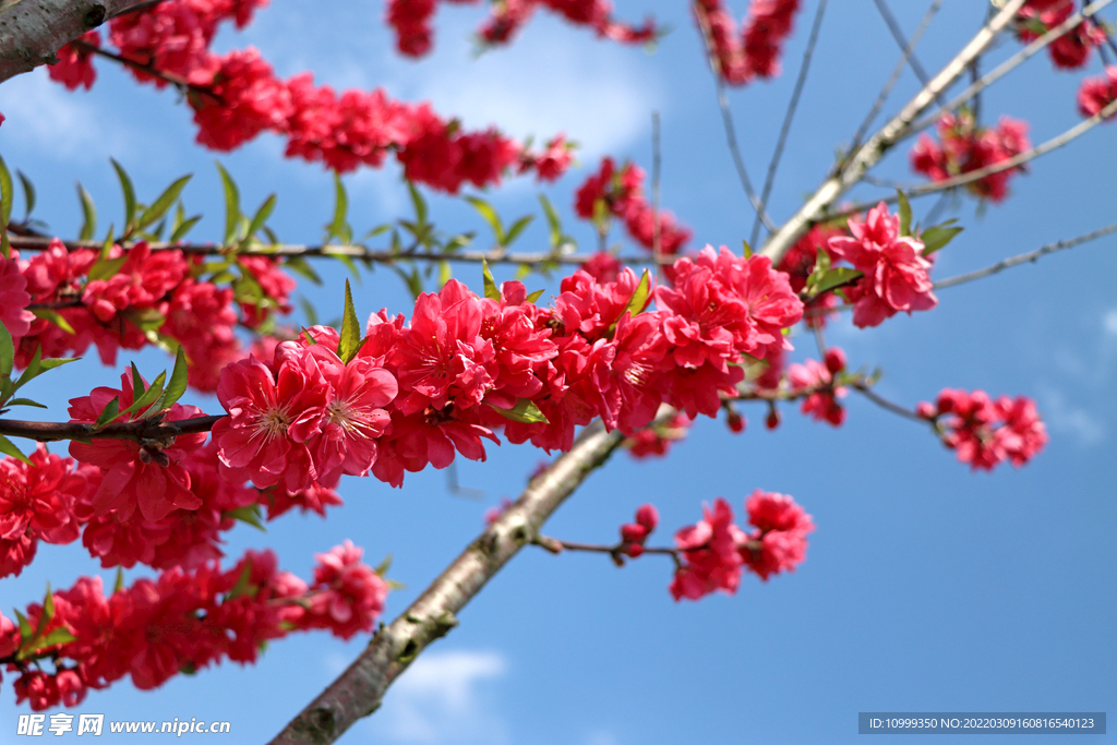 桃花
