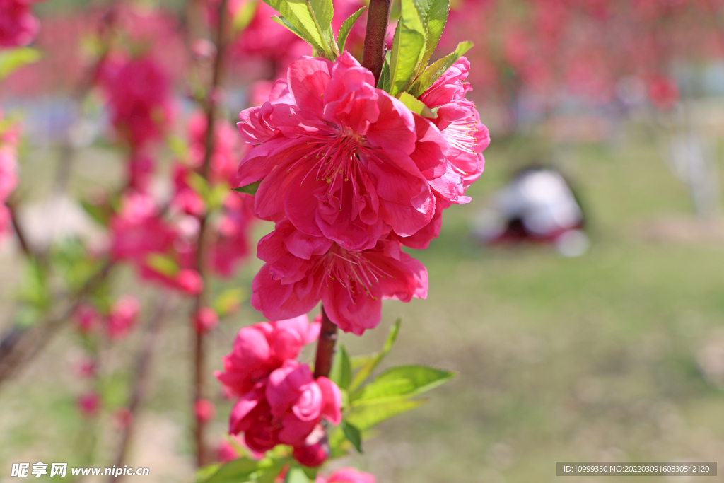 桃花
